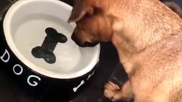 Confused adorable puppy just want his bone