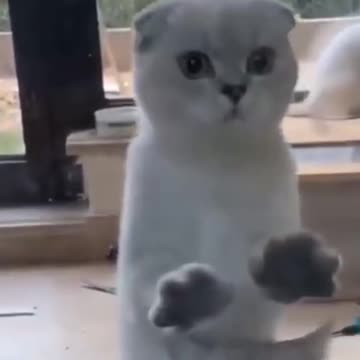 Try Not To Laugh Watching Funny Animals Compilation | SuperFunnyAnimals