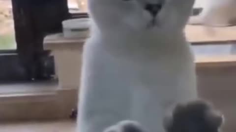 Try Not To Laugh Watching Funny Animals Compilation | SuperFunnyAnimals