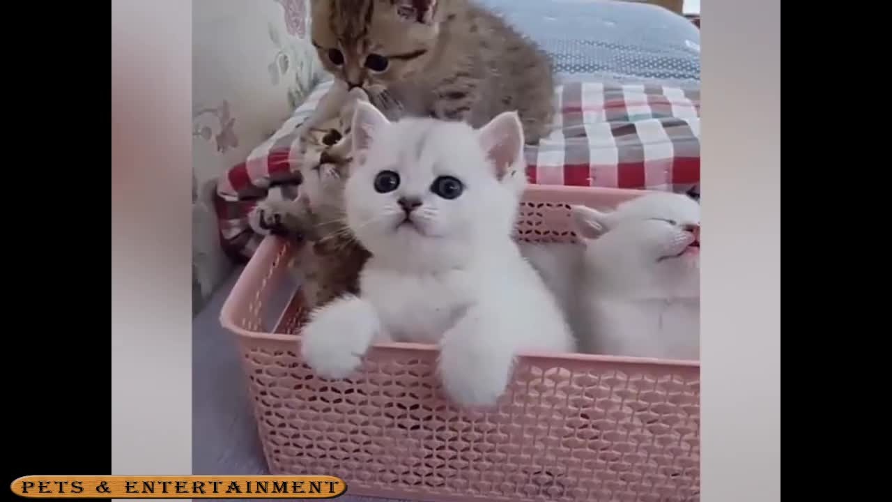 Laugh out loud with Pets & Entertainment Videos