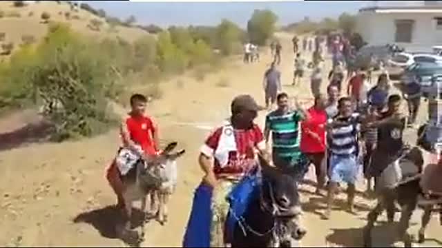 donkey rally