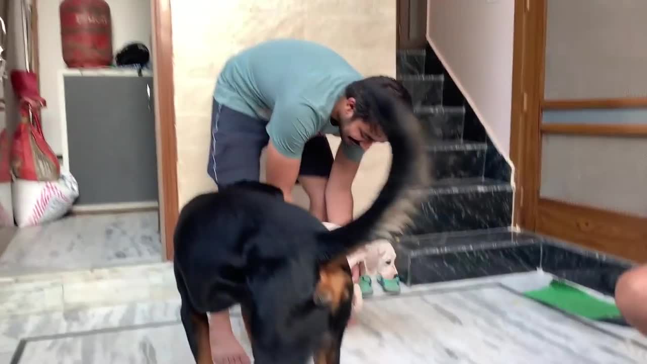 1st time Thor met our new puppy ! Dangerous reaction😅