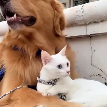 Dog Cat🐕🐕🐕🐈🐈🐈