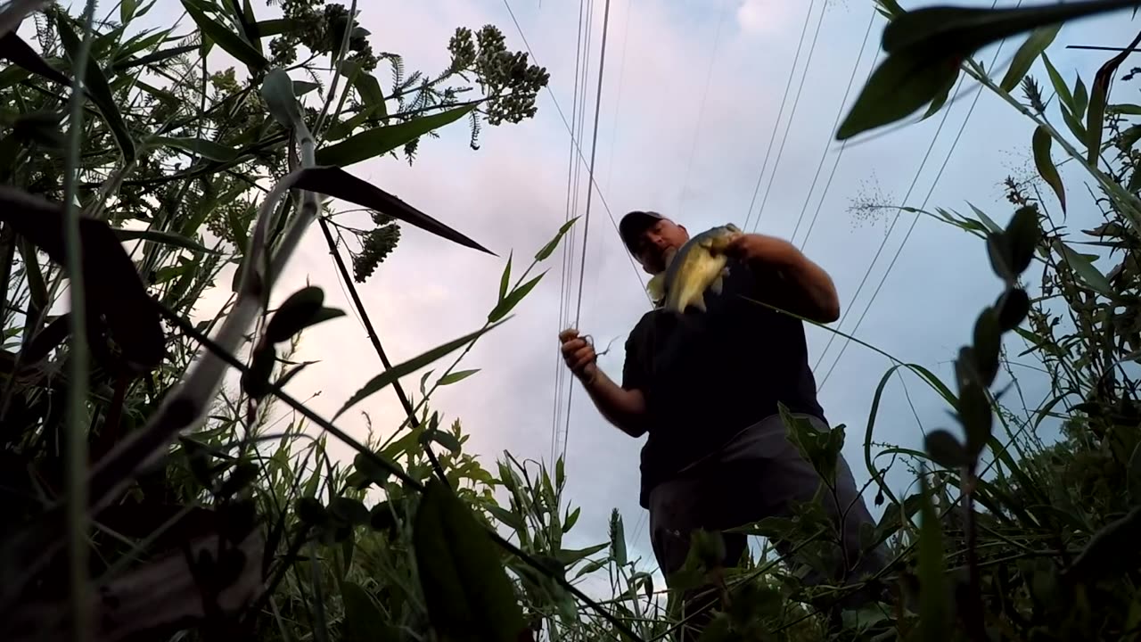 CVA Outdoors - Early Evening Frog Fishing | After Work Bassin'