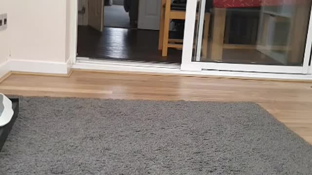 Hello doggo
