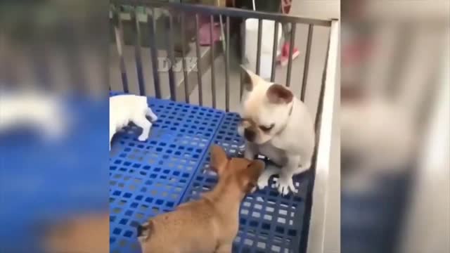 Cute baby dog funniest compilation videos
