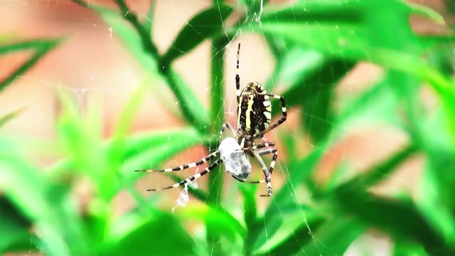 Spider feeding insect on the nest