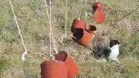 Cat Running by Old Utensils Hanged to Scare Animals in the Farms