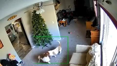 Hidden camera. what do dogs do when no one is home