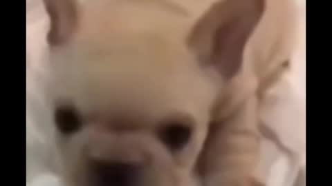 Cute puppy short video