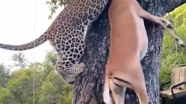 The leopard is killing the deer and taking it up the tree