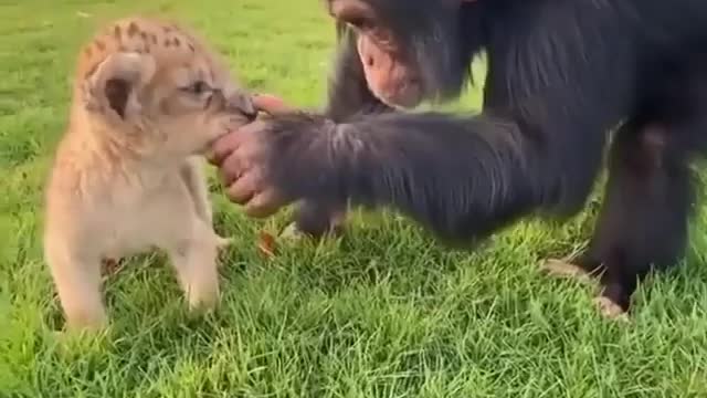 monkey approaches a lion cub,macaco,leão, selva.