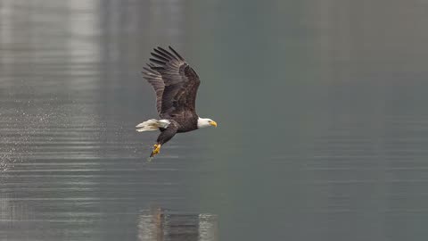 Bald Eagles of Coeur d'Alene