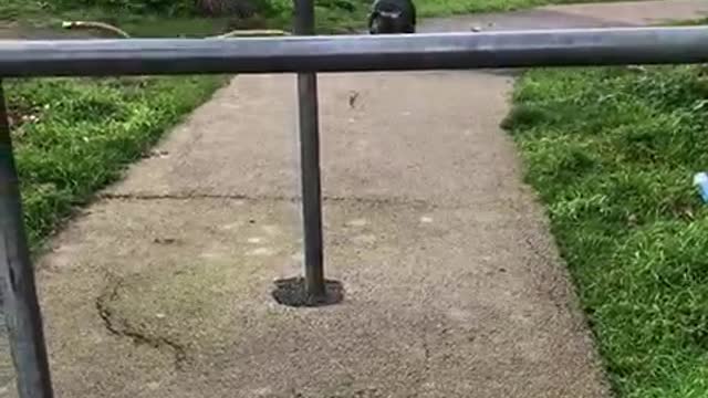 Good Boy Can't Get Branch Through Fence