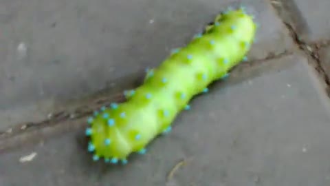 Large peacock eye / Saturnia pyri - up to 10 cm