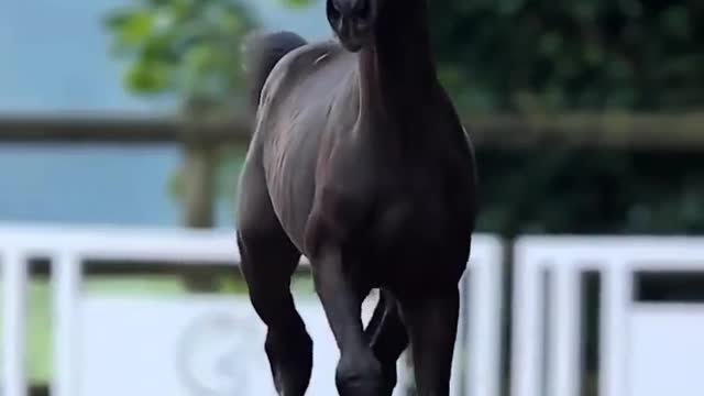 Baby horse playing on ground