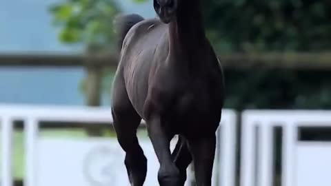 Baby horse playing on ground