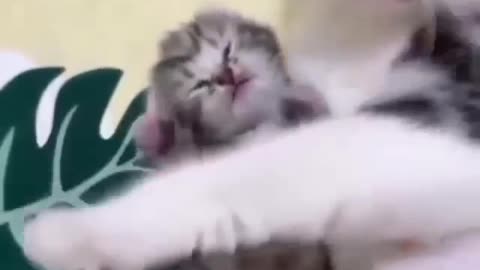 Funniest Cats 😹 Don't try to hold back Laughter cute kittens 6