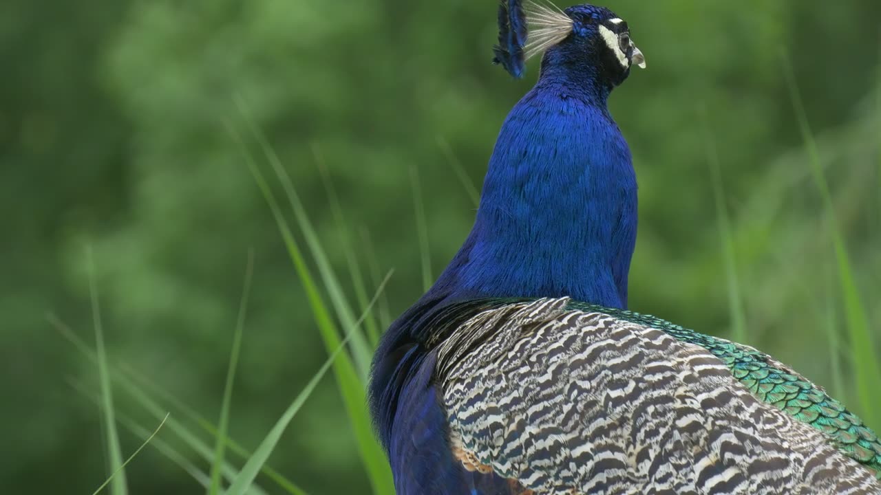 Blue beacock looking around