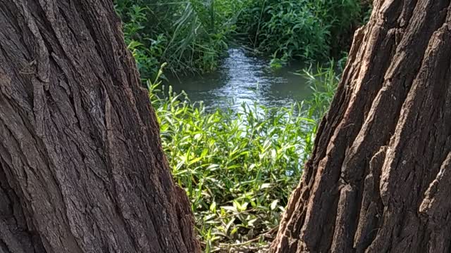 Flowing water and pristine nature