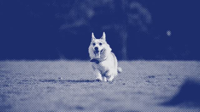 A puppy running on the grass