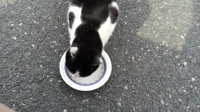 Lovely black and white cat eating her food