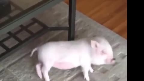 Cute piggy happy dance