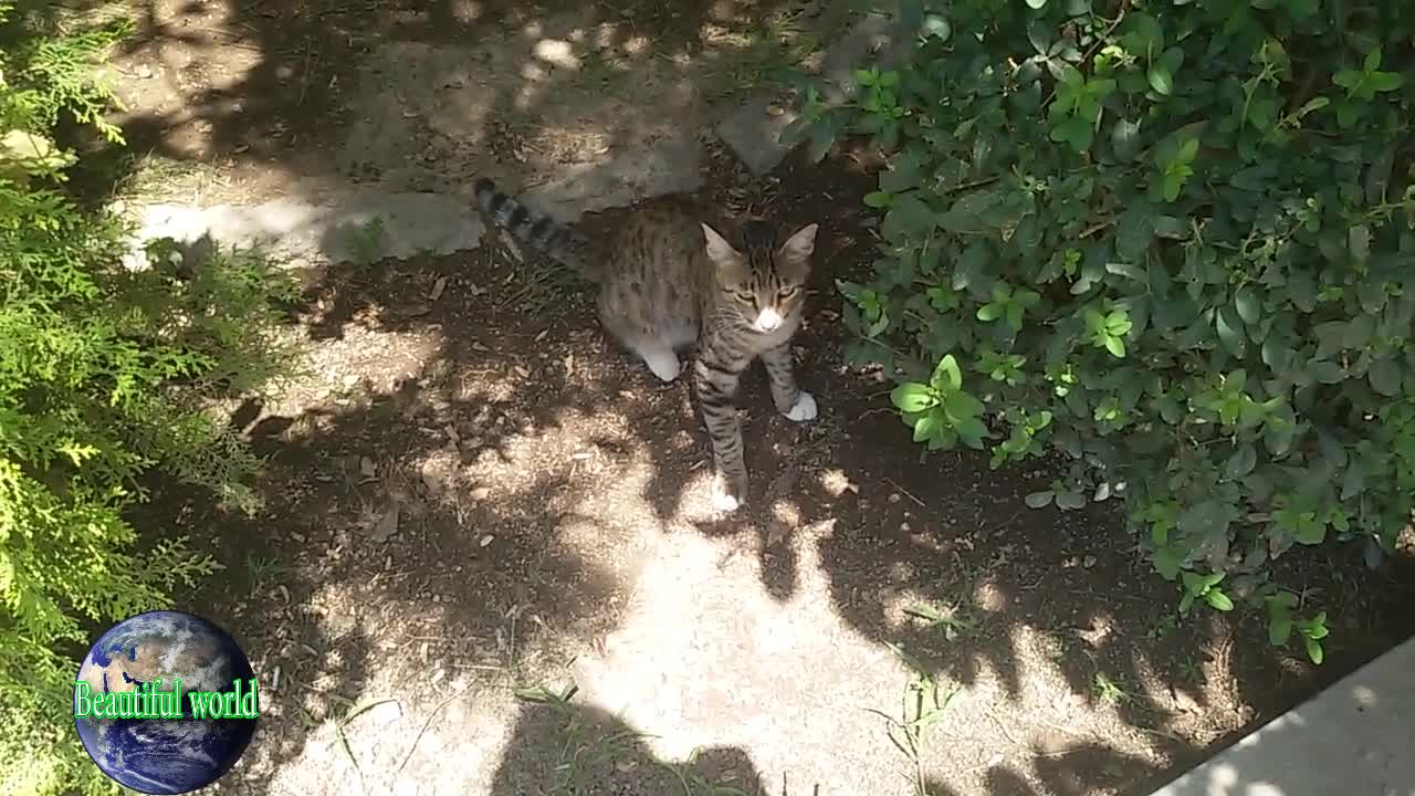 The cat is resting | funny cat | Playful cat | cats | most popular cat video | popular cat video