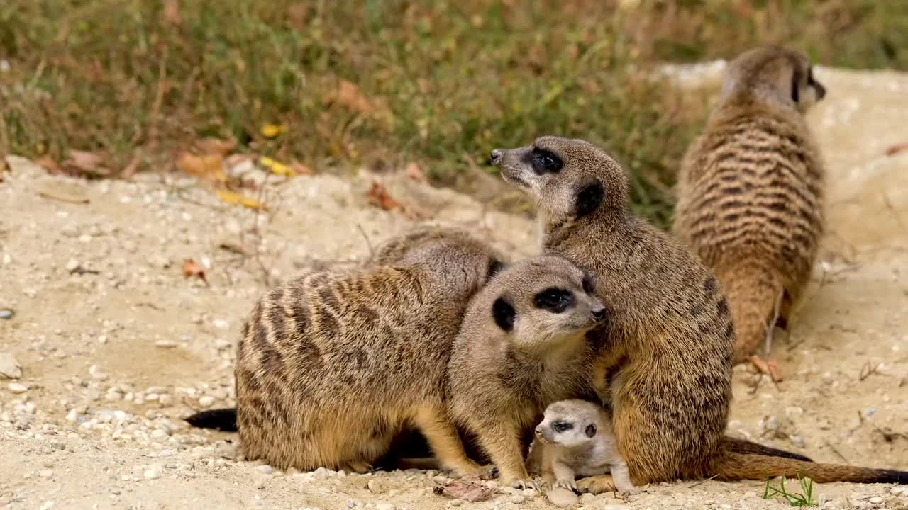 Animals funny video