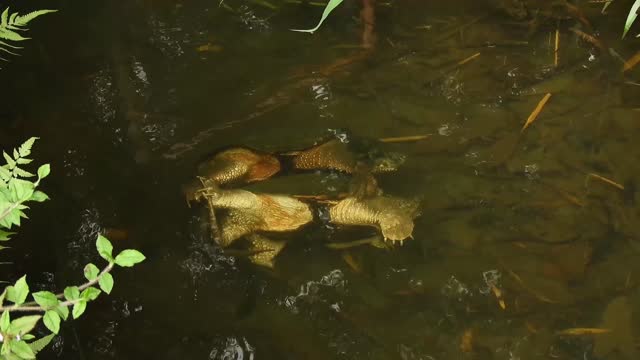 Turtles - 97961