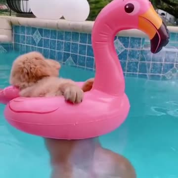 Dog swimming in the pool.