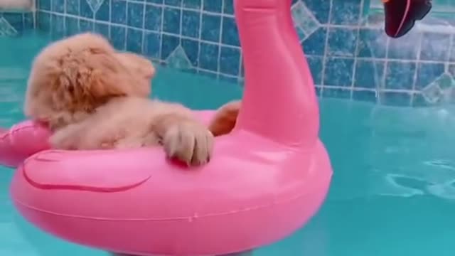 Dog swimming in the pool.