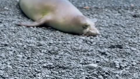 This seal in Hawaii has his own sign