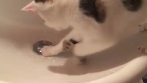 Cat drinking water in sink and falls