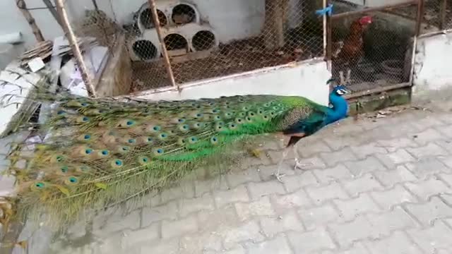 peacock