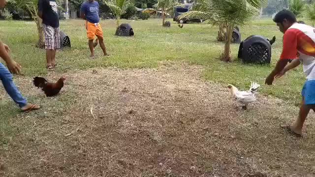 JITIY Backyard Farm Warriors