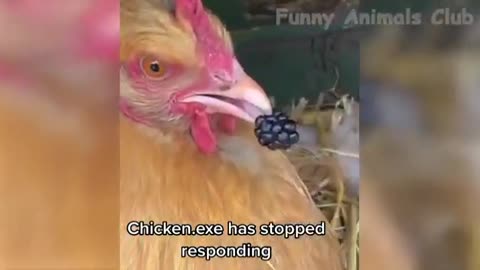 Animals funny clips