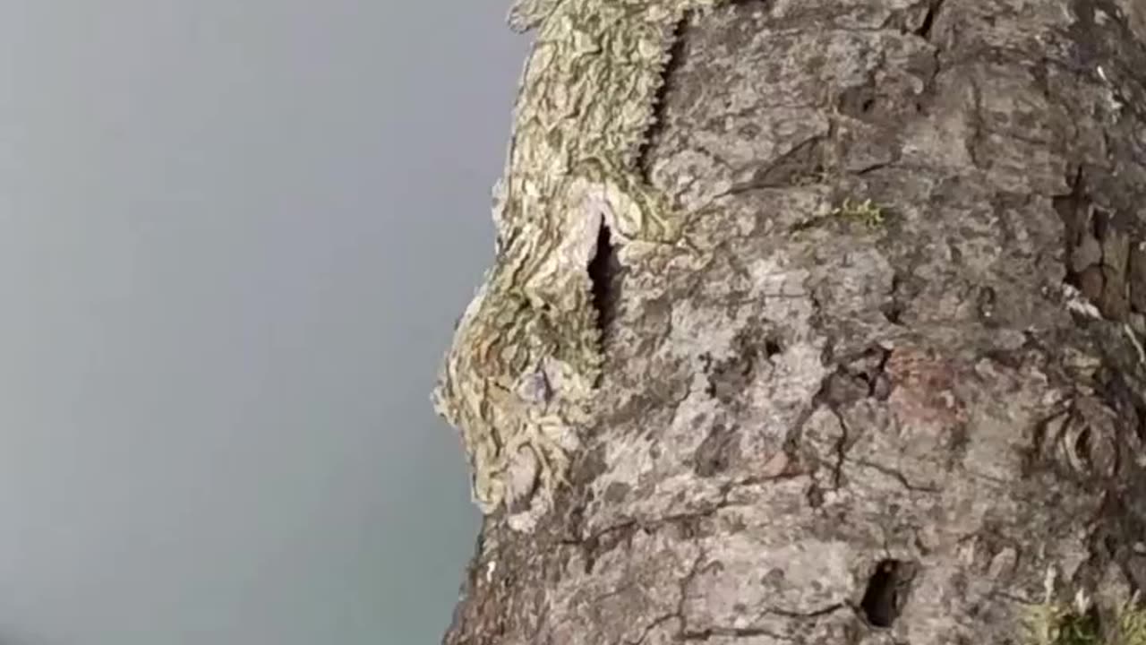 Lizard camouflage