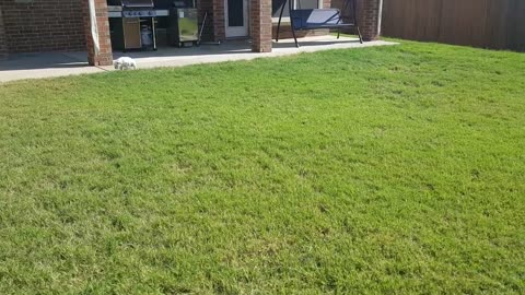 English Bulldog puppies and mom running and one goes...