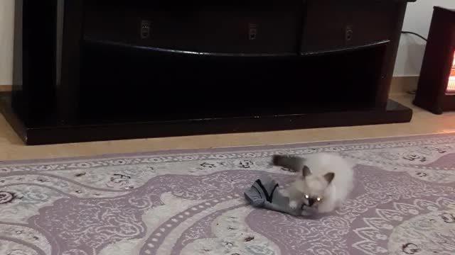 My cat loves to eat socks