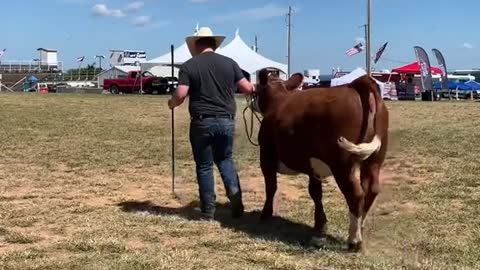 POV: He didn't grow up around cattle...