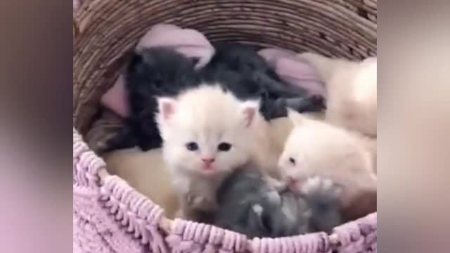 Cute funny cats