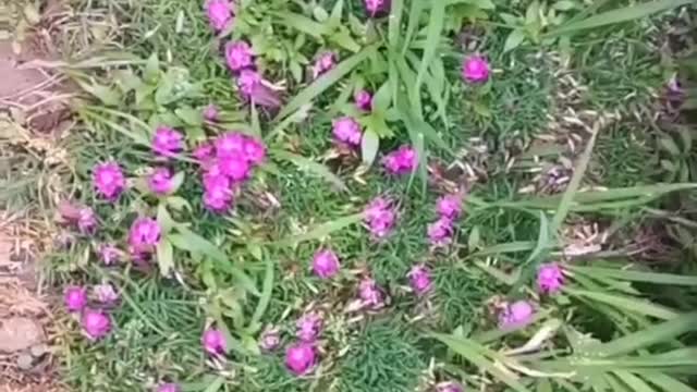 I am a little flower, and no one can see me.