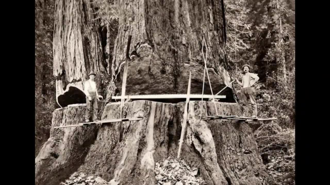 The last pictures of the gigantic Ancient trees