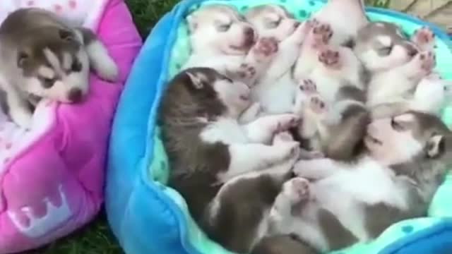 Newborn litter of puppies