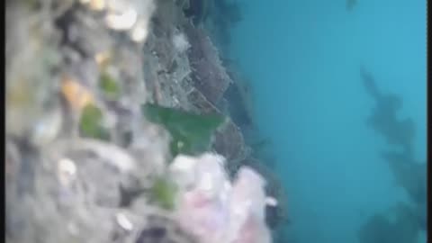 Underwater in winter sea