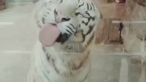 Funny Animal Video