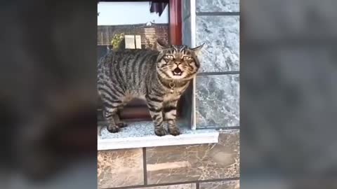 funny cat videos