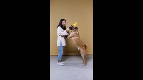 Dog trainer flying training