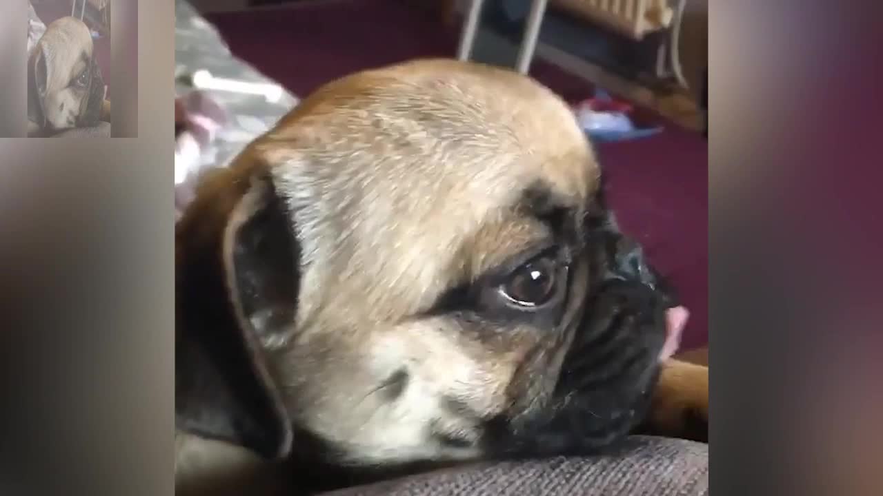 A dog with a sad face